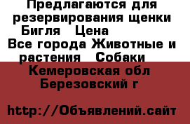 Предлагаются для резервирования щенки Бигля › Цена ­ 40 000 - Все города Животные и растения » Собаки   . Кемеровская обл.,Березовский г.